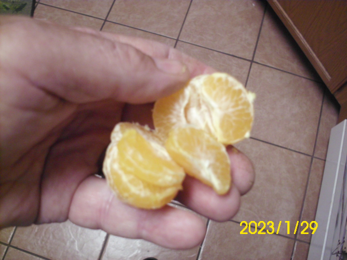 Mandarin orange segments separate easily.