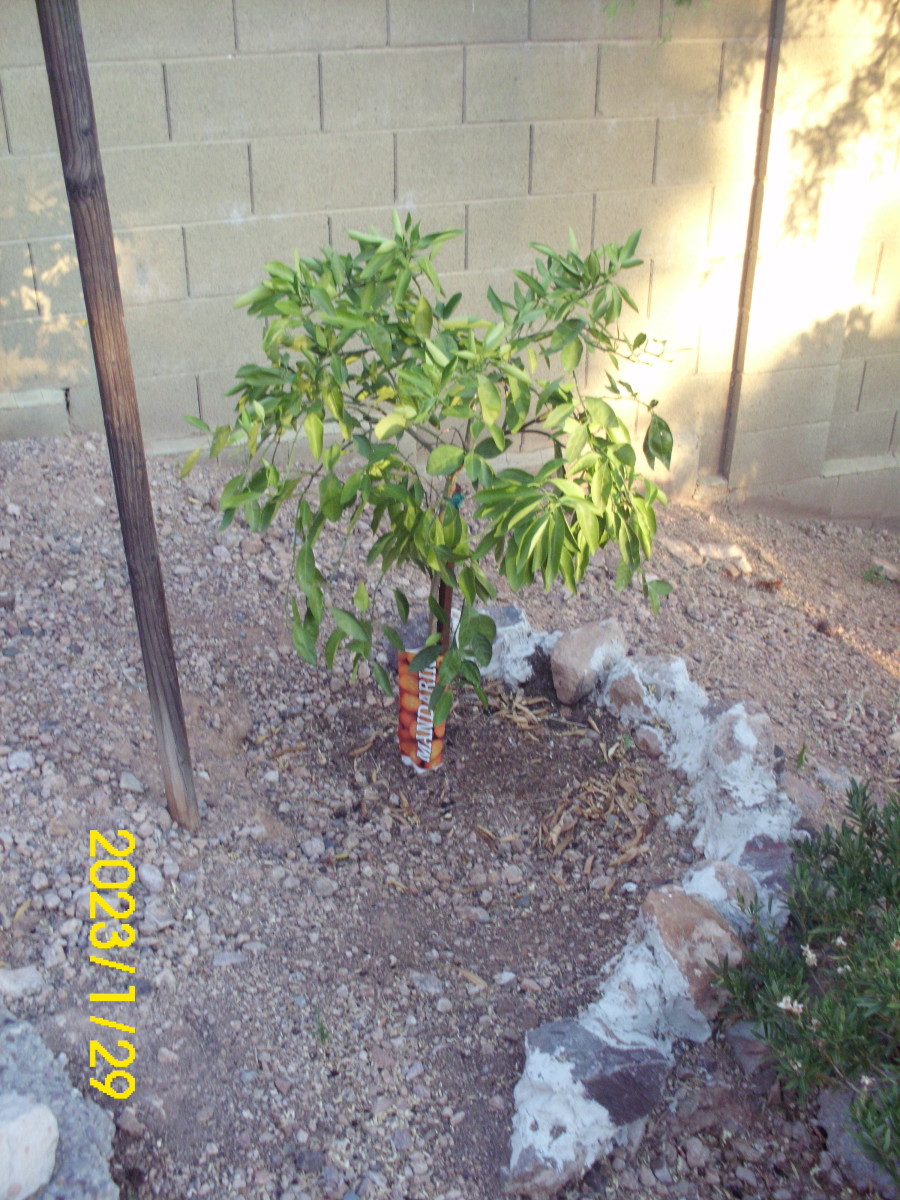 My newest mandarin orange tree
