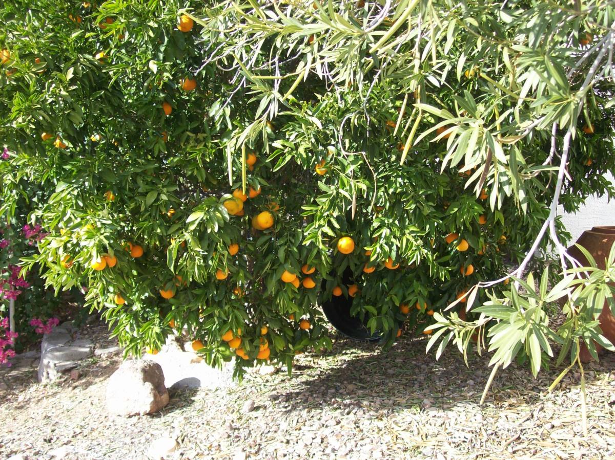 How to Grow Delectable Mandarin Orange Fruit in Arizona