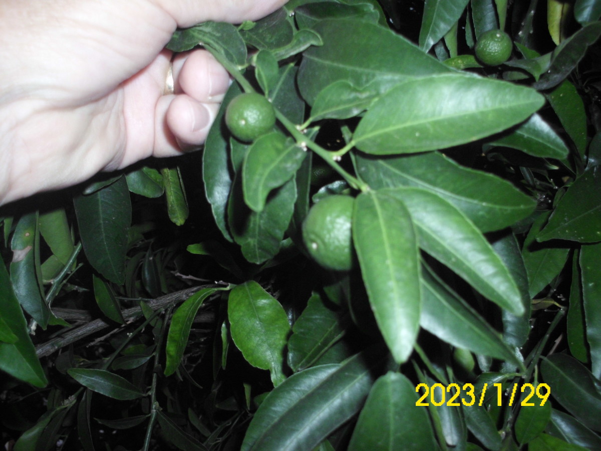 New fruit in June 2023