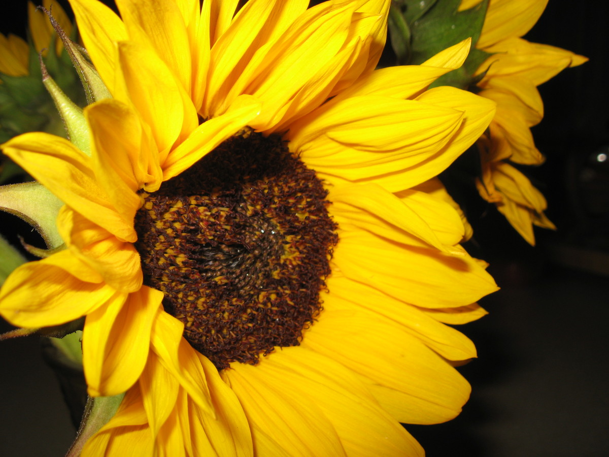 Gardening Tips: Planting Sunflower Seeds