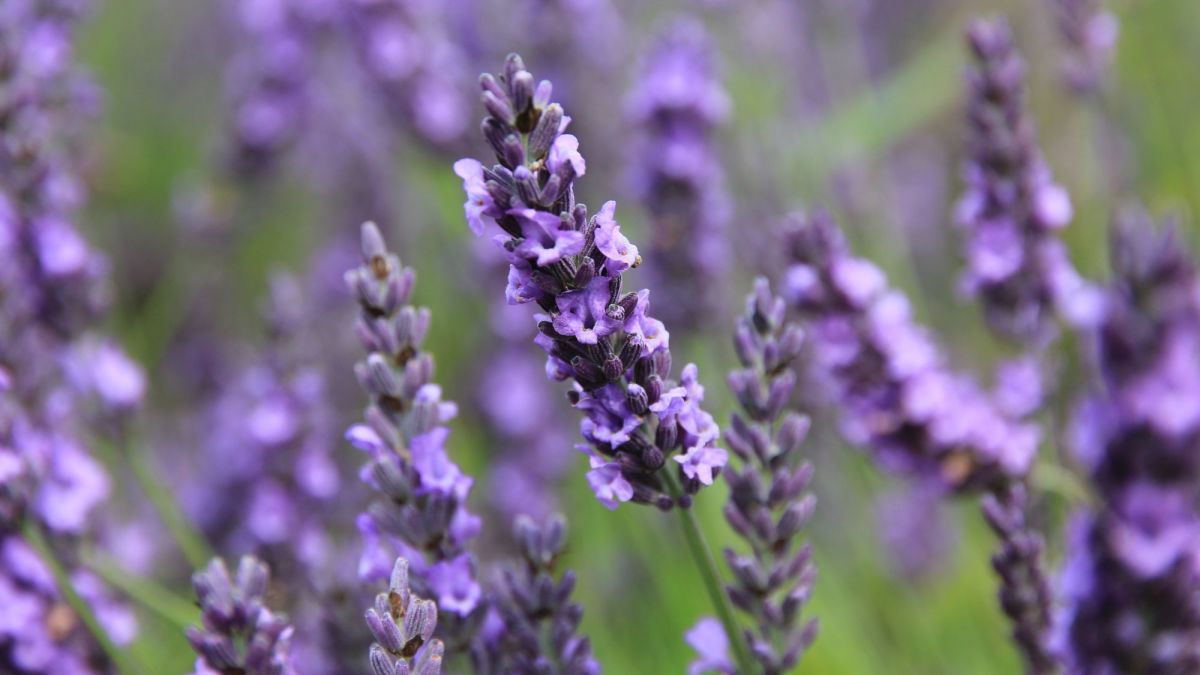 How to Make DIY Aloe Vera and Lavender Hand Sanitizer - HubPages