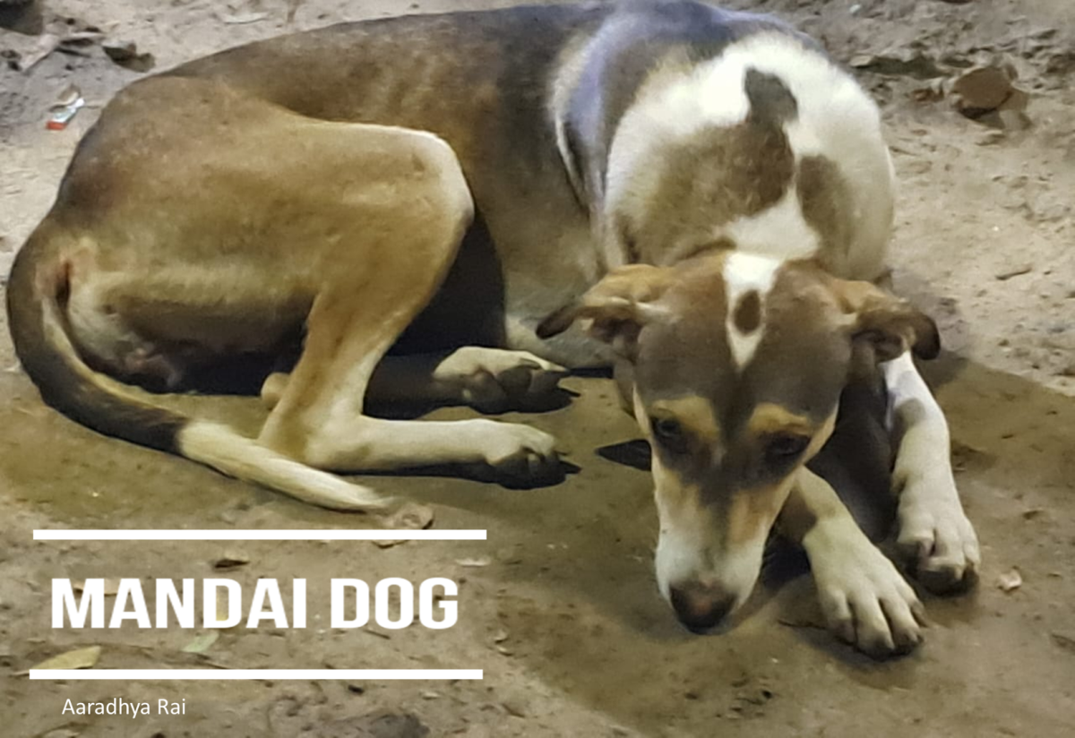 Mandai Dog Pros and Cons: 11 Things to Consider Before Owning