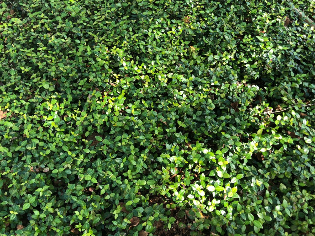 Shady Characters Ground Covers for Shade Dengarden