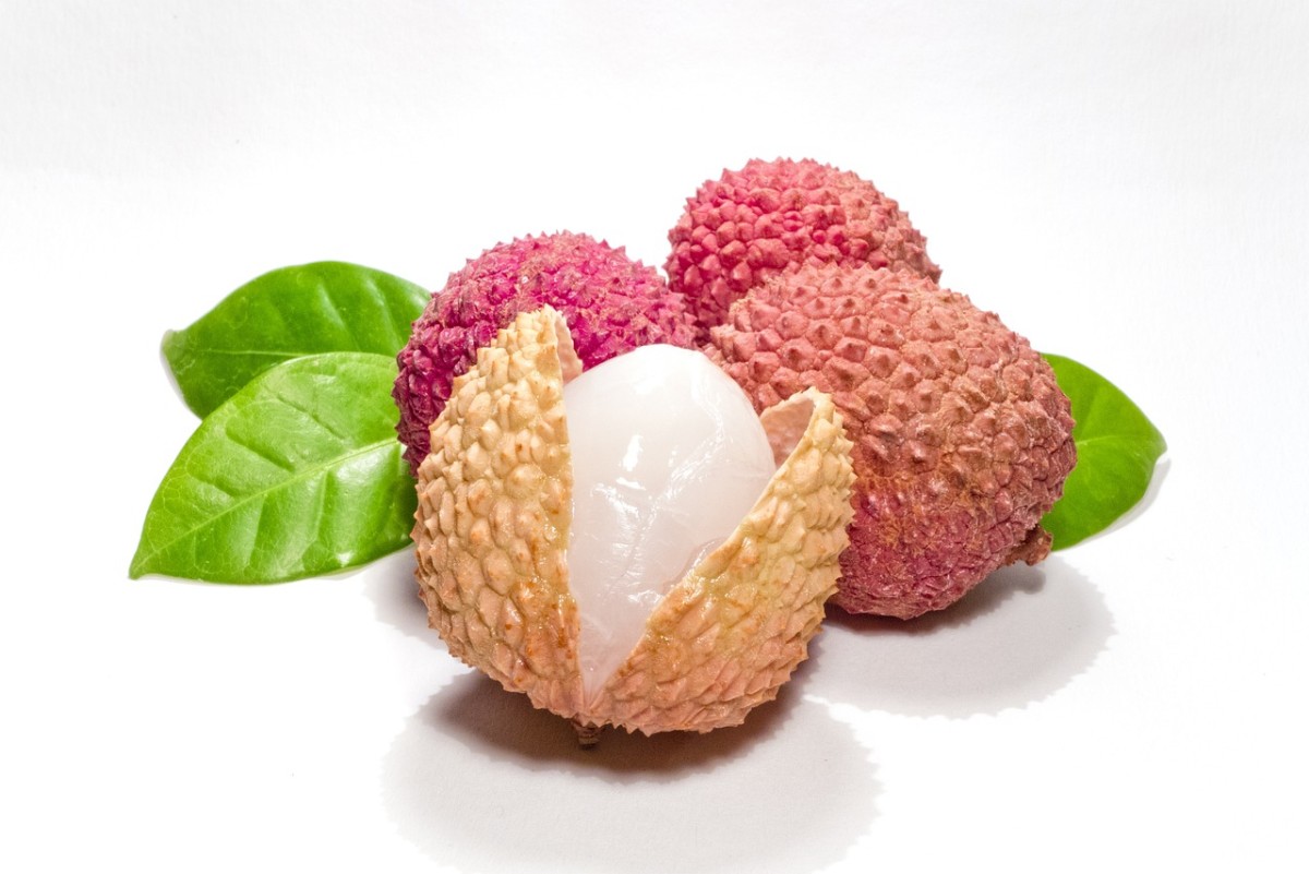 How to Grow Lychee at Home in Pot
