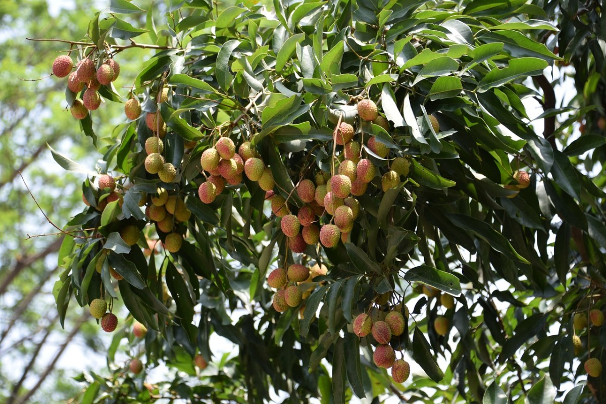 How to Grow Lychee at Home in Pot HubPages