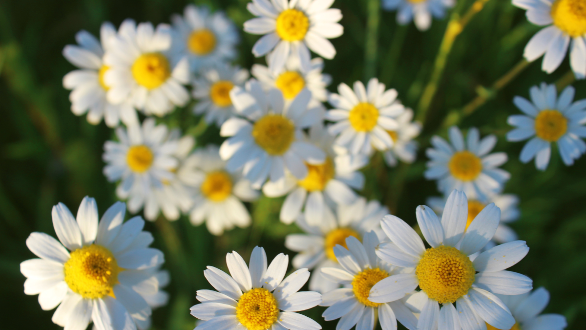 How to Make an Easy, Calming Herbal Bath Soak - HubPages