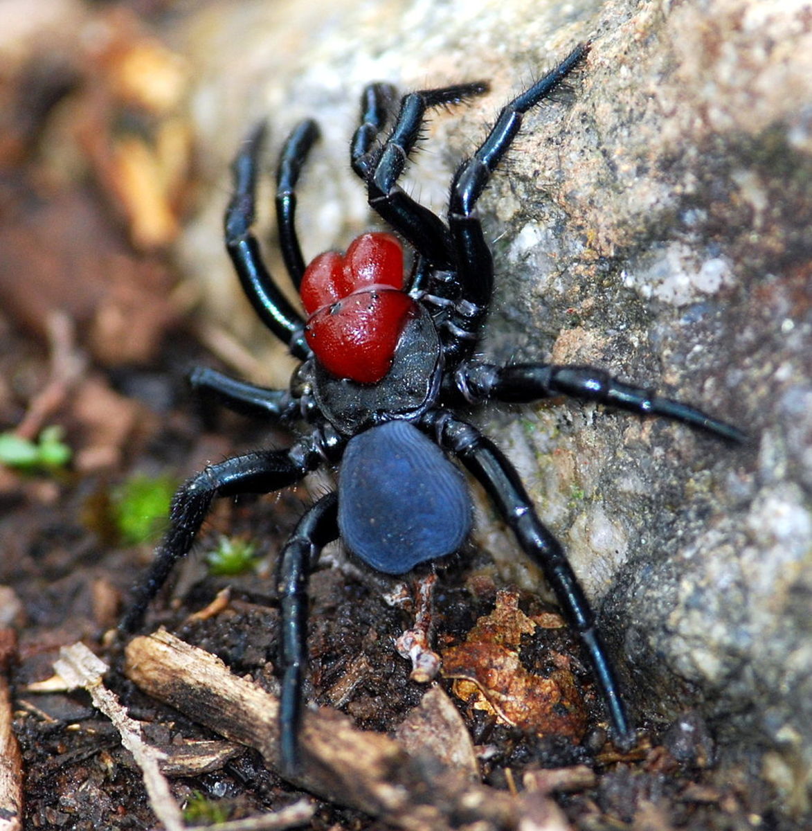 Most Venomous Spiders In The World Ranked