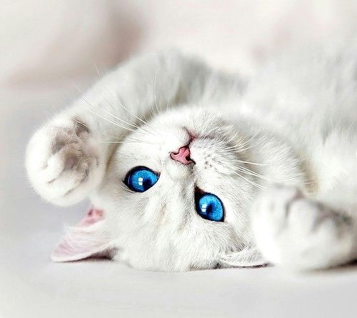 Are All White Cats Deaf? The Truth About Their Hearing Ability