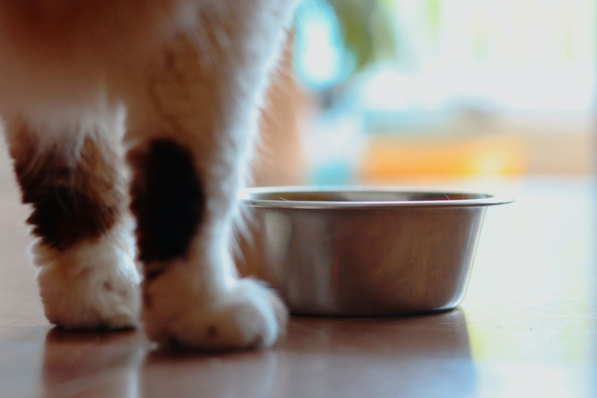 Your Cat Refuses to Eat? How Long Is Safe, Risks, Care Tips