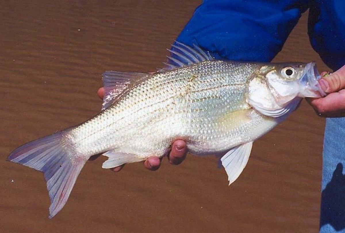 Striper Stepchildren: The Hybrid Bass of Lake Oconee