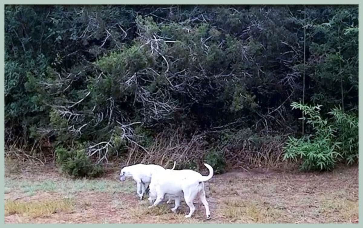 Brush Removal Services and Costs HubPages