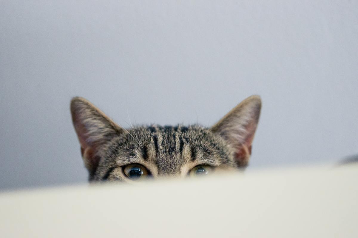 Dirty Cat Ears Or Ear Mites How To Spot And Care Tips PetHelpful