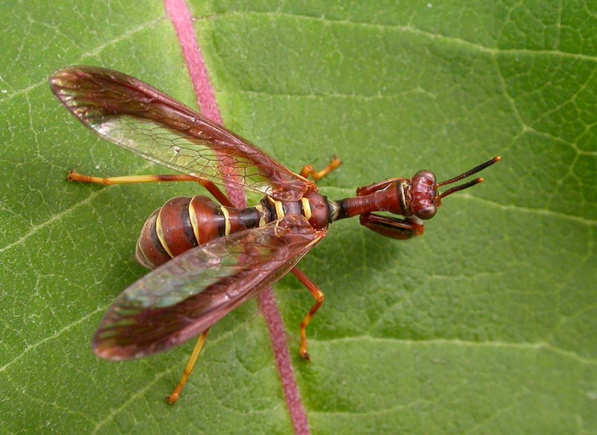 The Intriguing Wasp Mantidfly