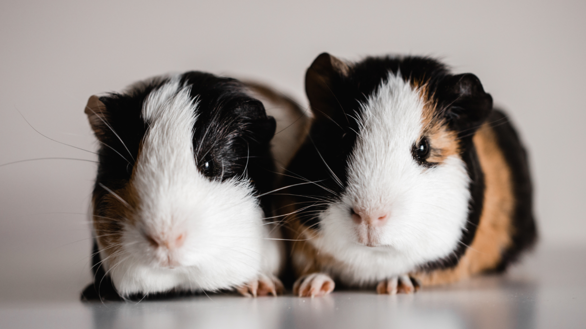 20 Fun Facts About Guinea Pigs