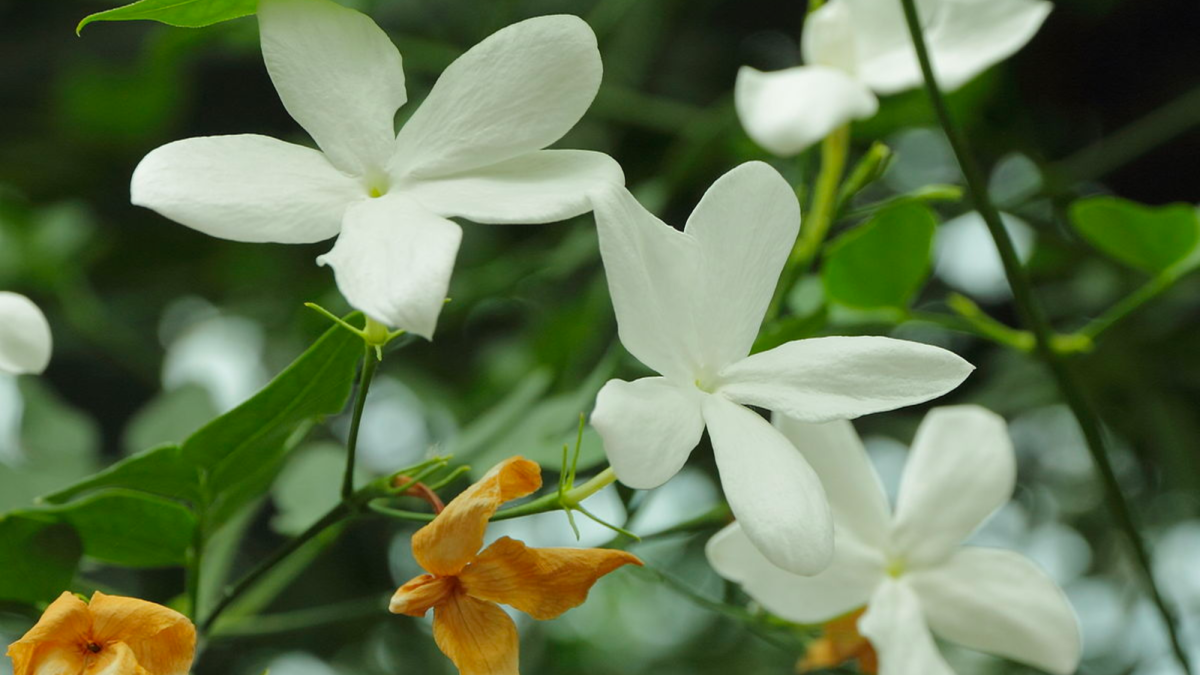Why Is Jasmine Oil So Expensive in Perfume?