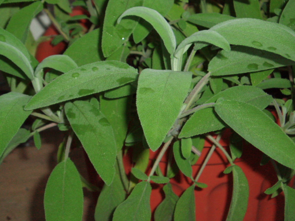 fresh sage ..perfect with pork fresh sage ..perfect with pork