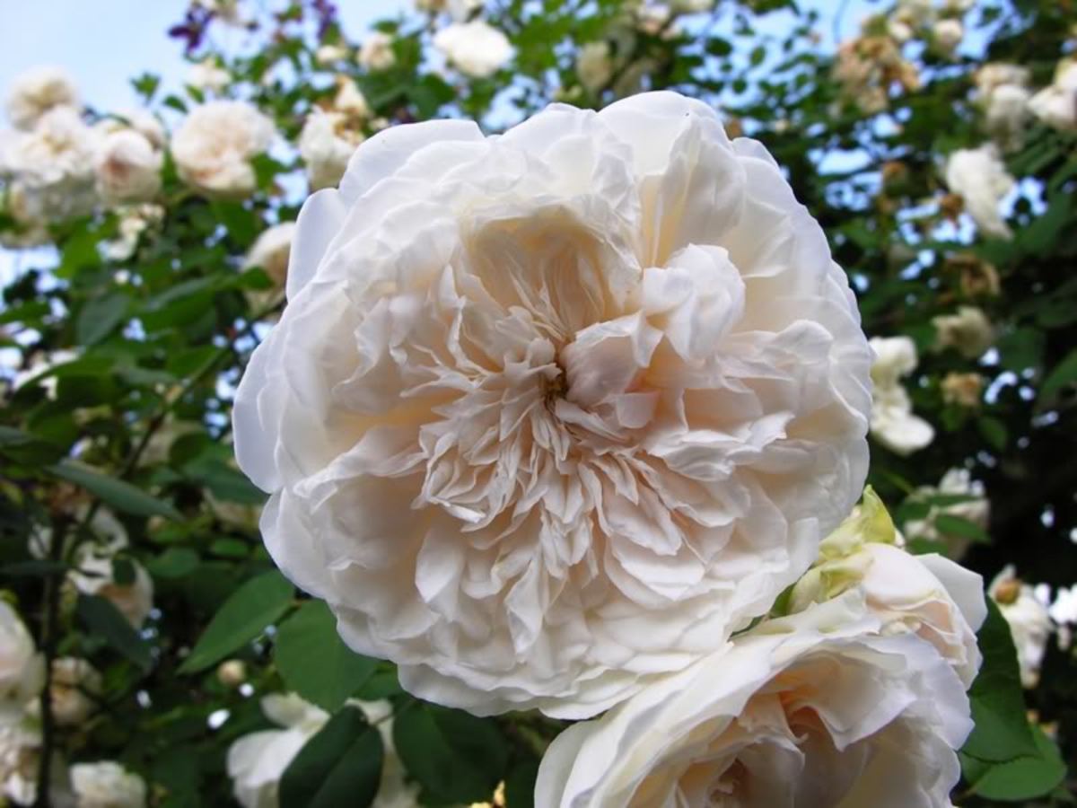 Sombreuil Climbing Rose Or Colonial White