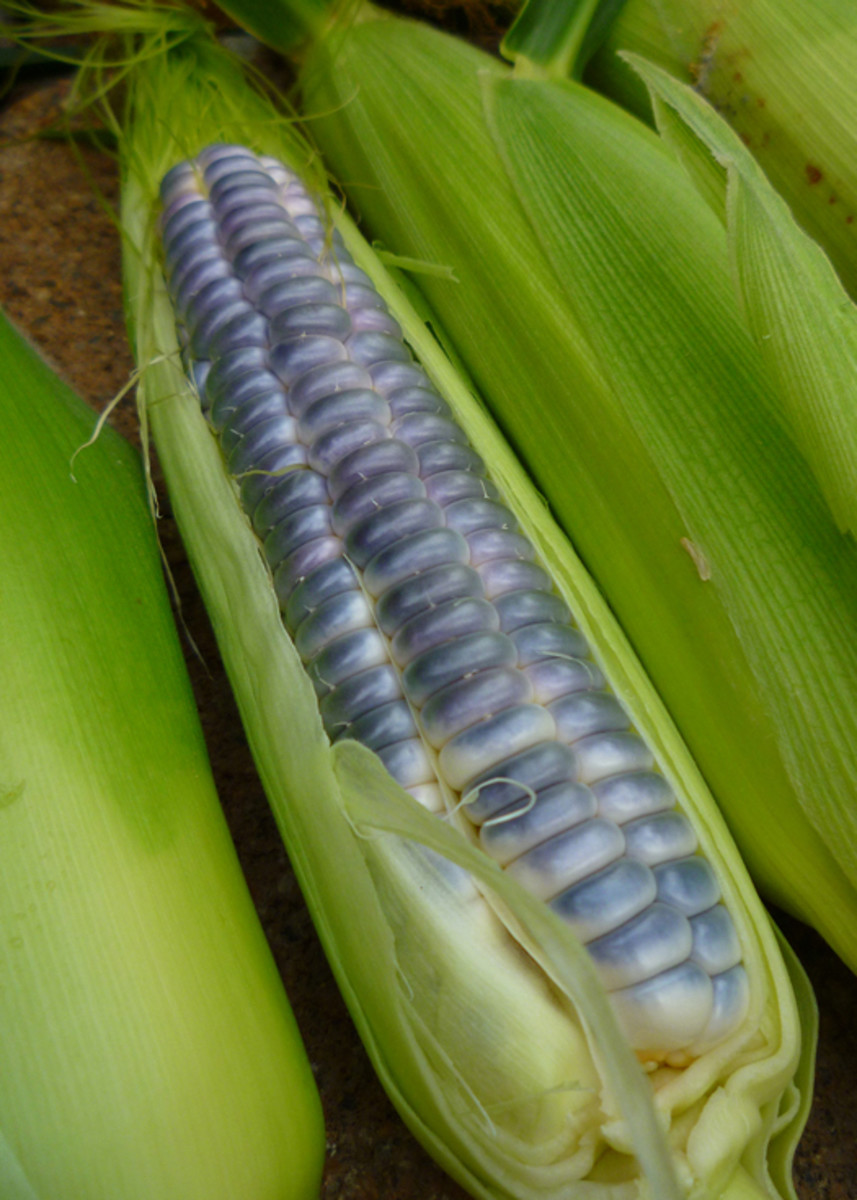 Care for Corn Plants