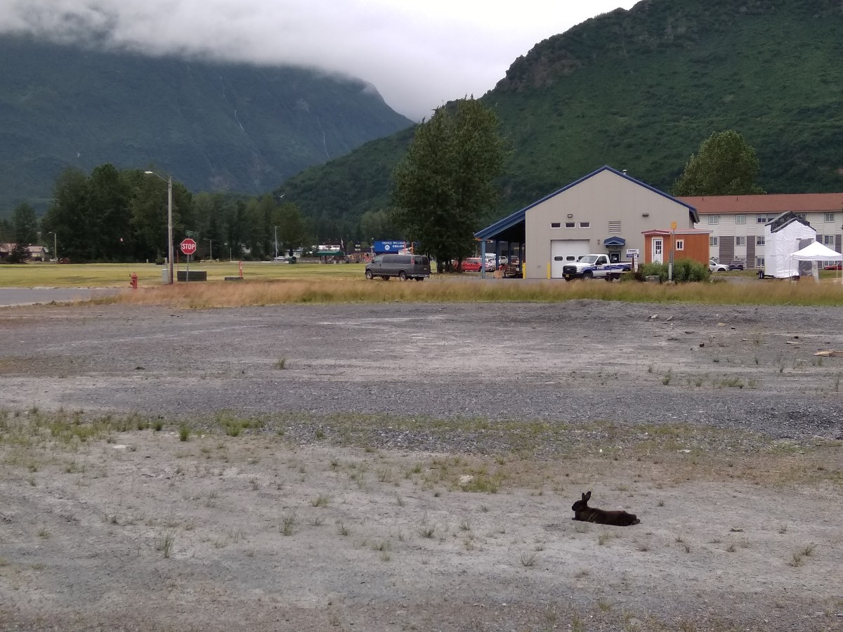 The Mysterious Rabbits of Valdez, Alaska