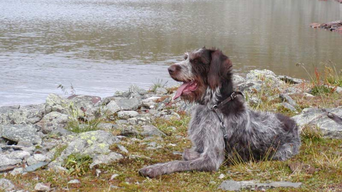 are german wirehaired pointer good with kids