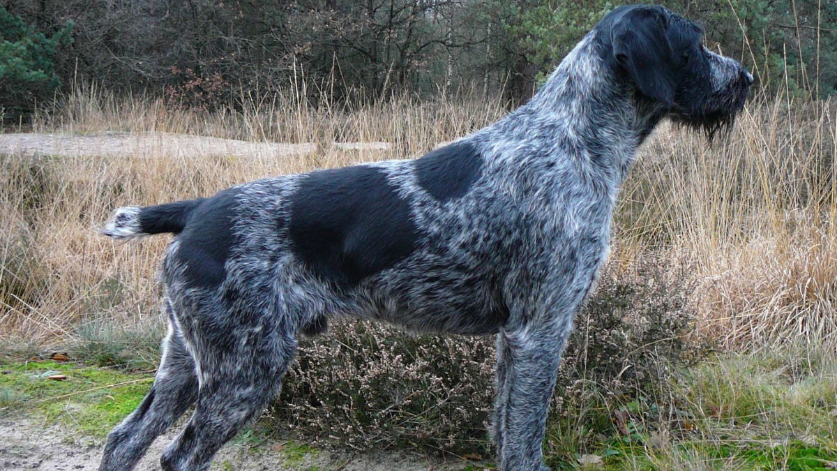 Discover the Lovable Temperament of German Wirehaired Pointers PetHelpful