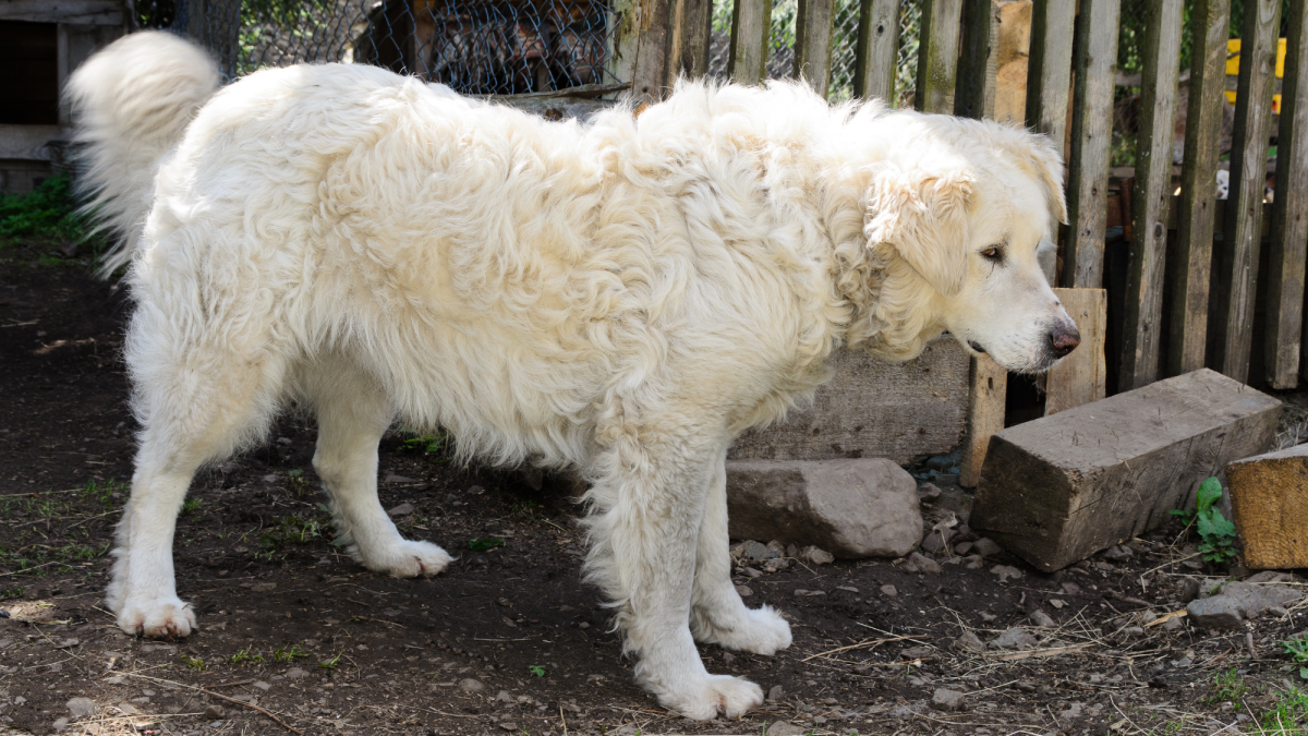 Why Is My Dog Biting All the Sudden? PetHelpful