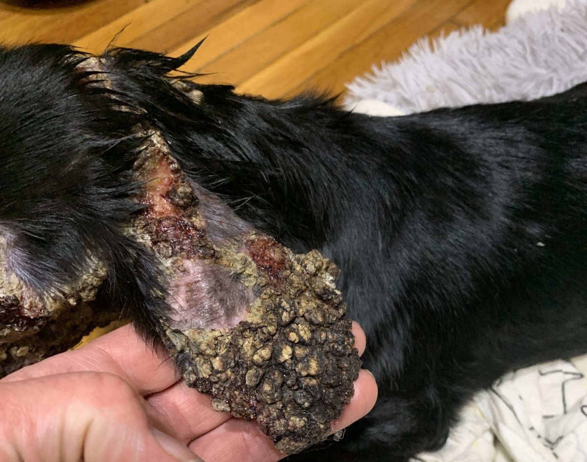 Erythema Multiforme in Dogs (What It Is and What to Do About It)