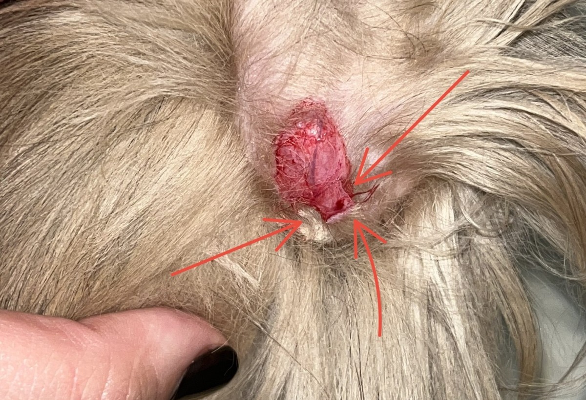 Does My Pet's Wound Need Stitches or Will It Heal On Its Own?