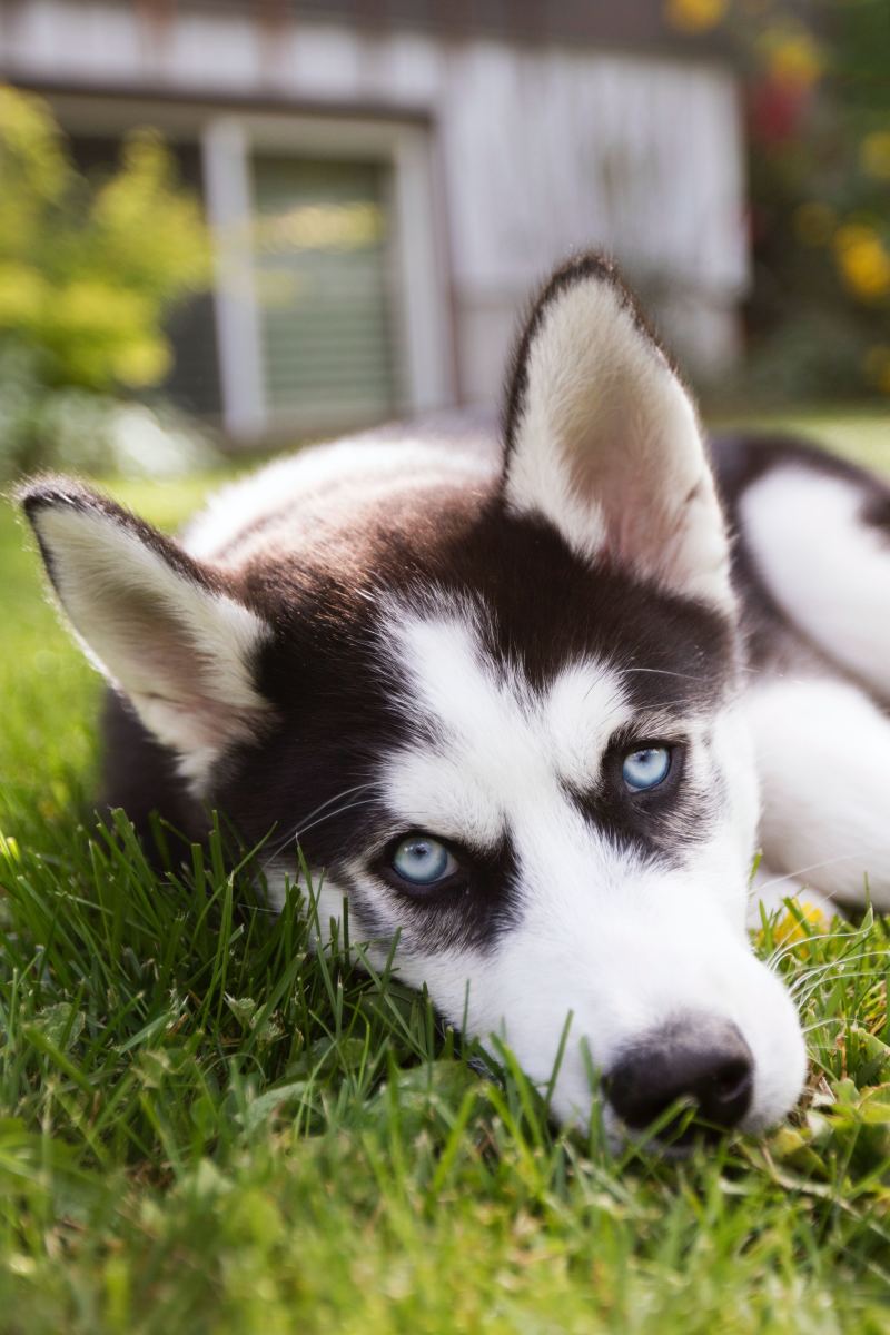 Dog is eating grass like shops crazy