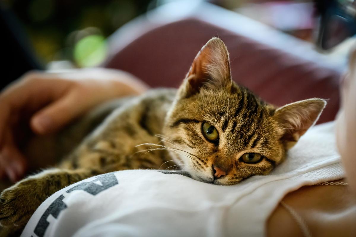 Do Cats Remember Their Owners? Amazing Studies and Stories
