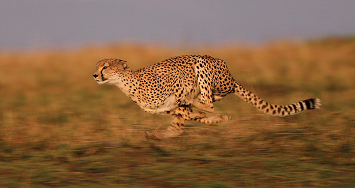 10 Adaptations That Make Cheetahs the Fastest Land Animal