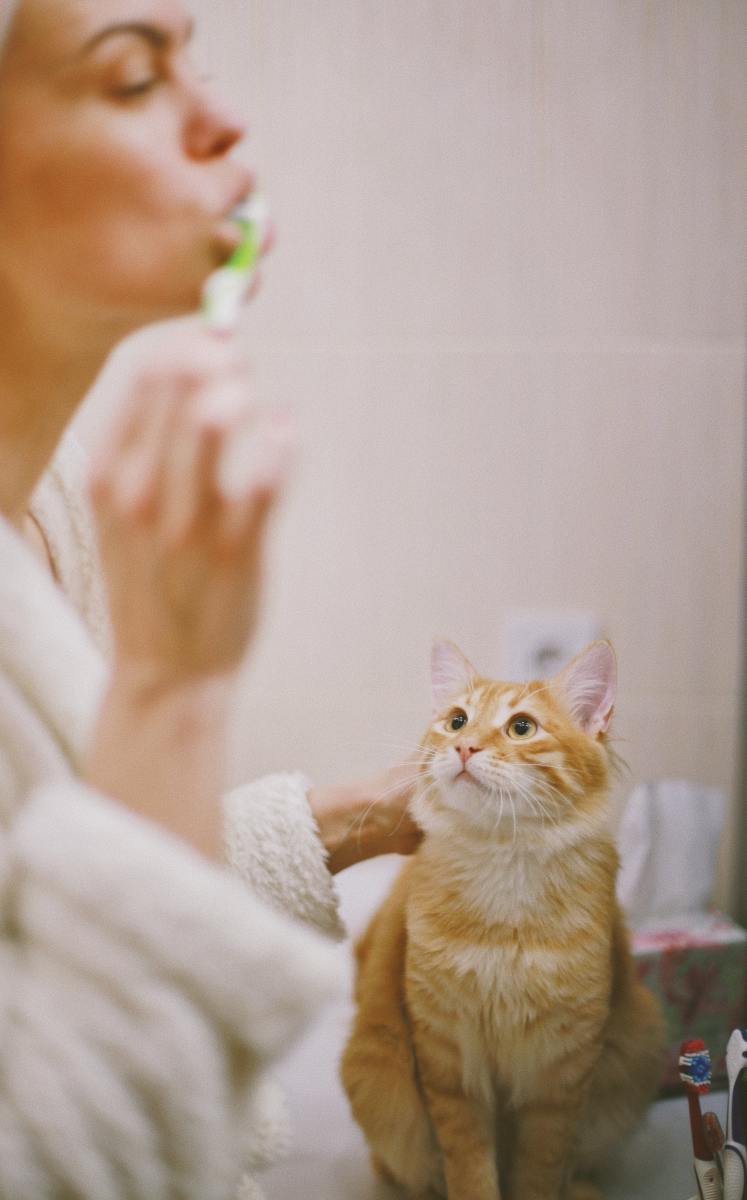 5 Great Alternatives to Brushing Cats Teeth PetHelpful