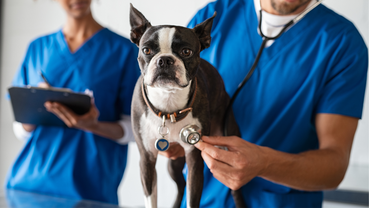 Adult Dog Vaccines: Are Booster Vaccines Necessary for Dogs?