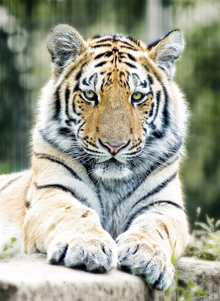 Fascinating facts about tigers - The 'Uncrowned King' of the Jungle
