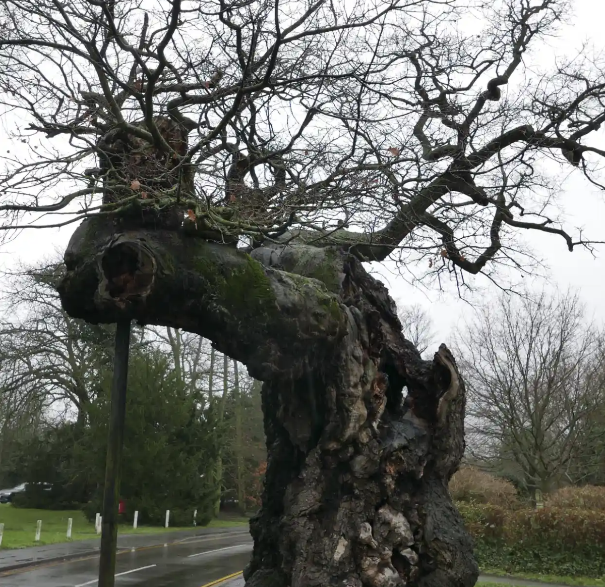 The Grand Old Oak Tree