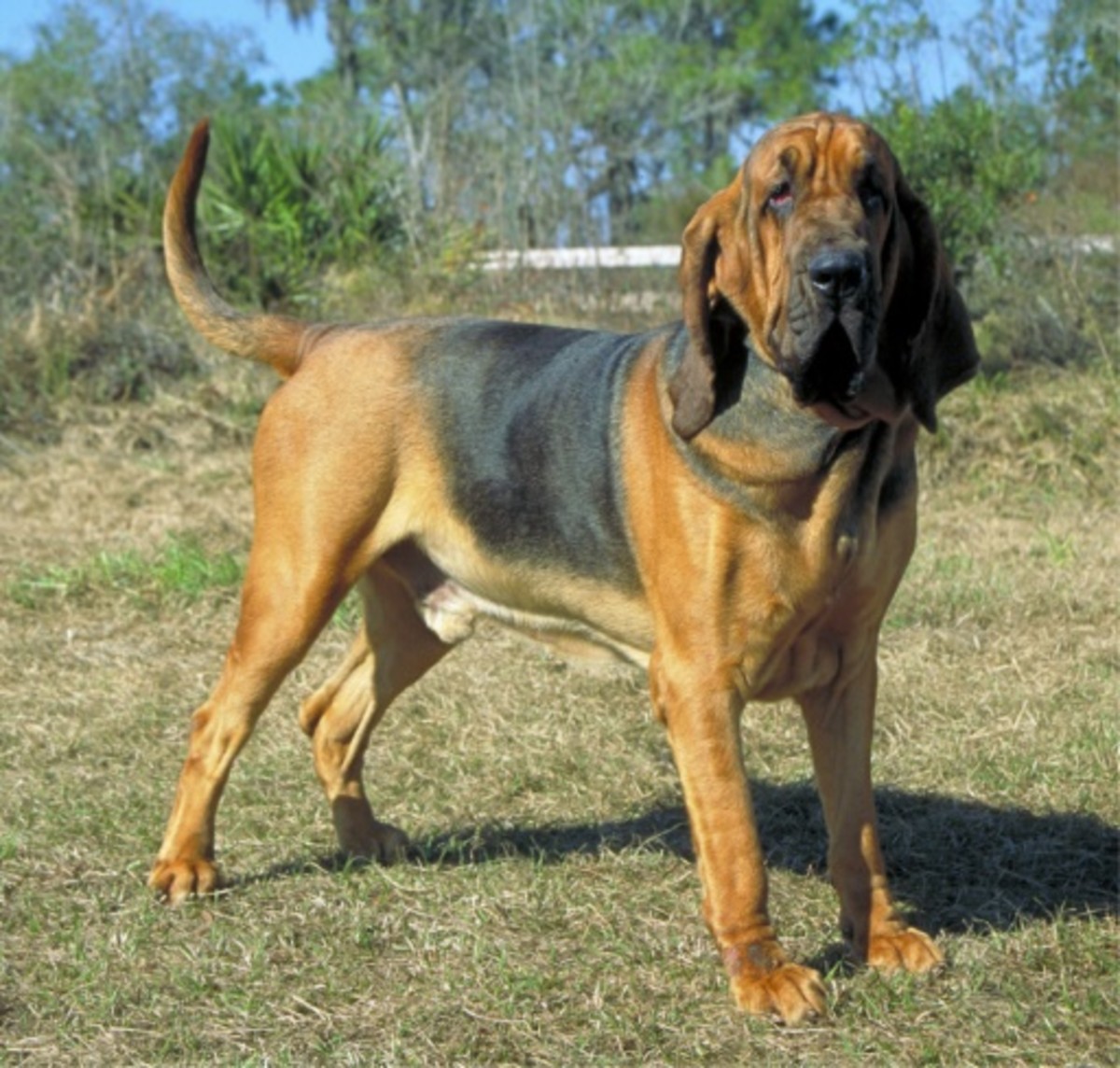 Bloodhound newfoundland hot sale mix