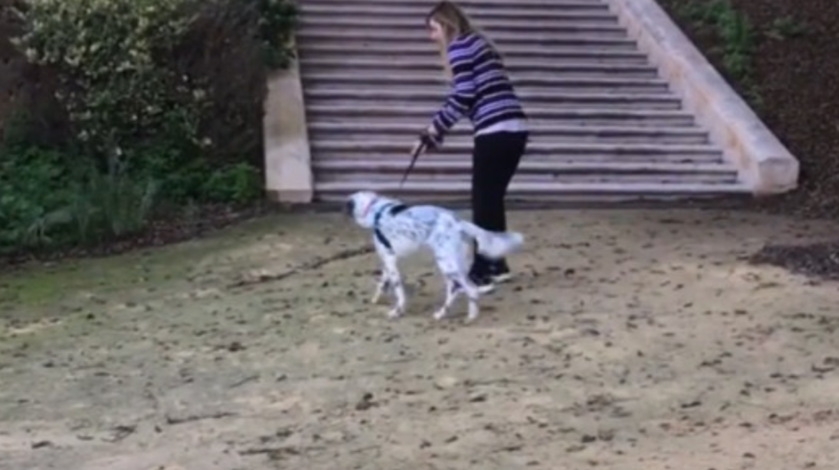 How to Walk a Dog With a High Prey Drive (12 Tips for More Pleasant  Strolls) - PetHelpful