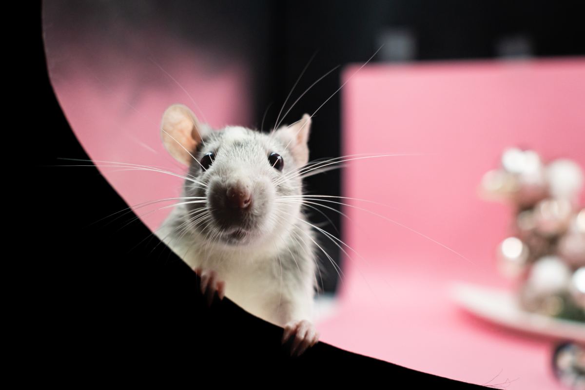 What's the Difference Between a Rat and a Mouse? Discover 7 Ways to Tell Them Apart