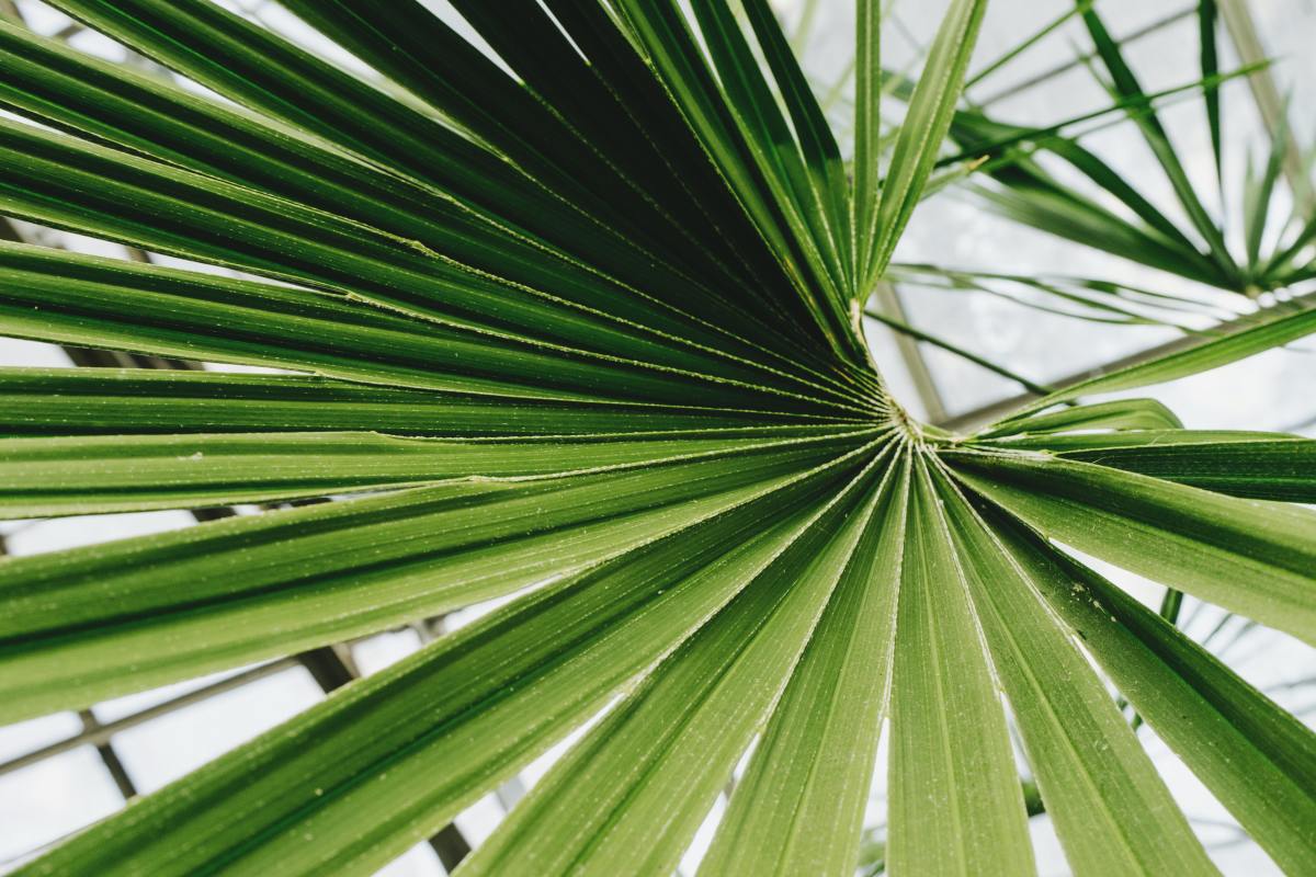 The Best Way to Choose an Indoor Palm