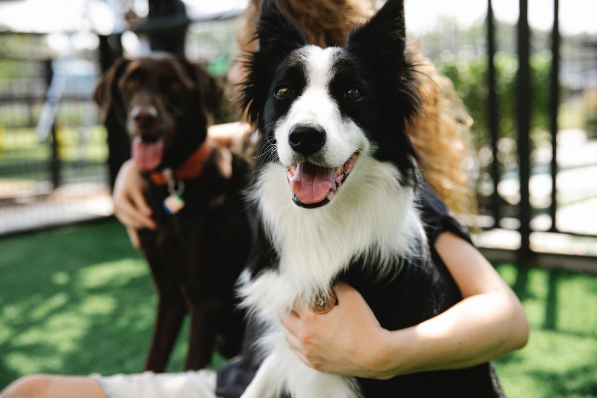 6 Ways to Bond With Your Dog and Learn Something New