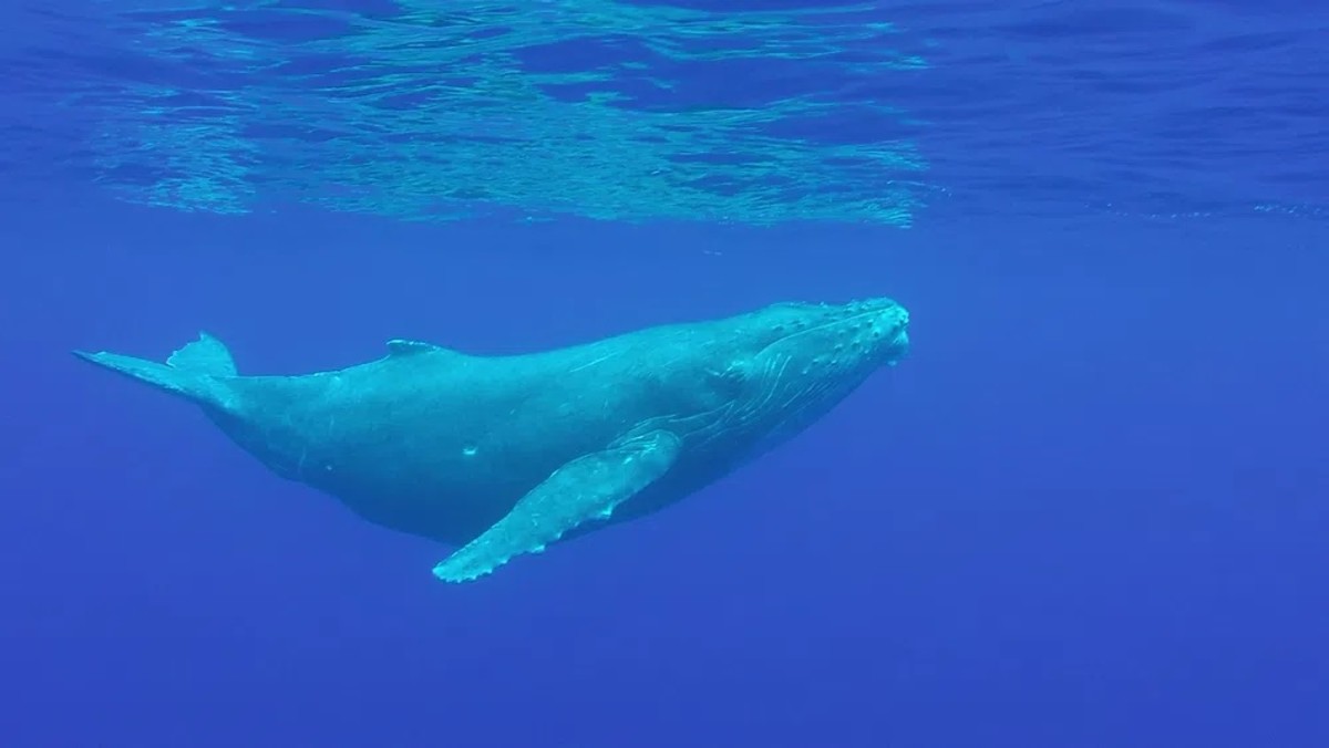 10 Fascinating Facts About Whales Hubpages