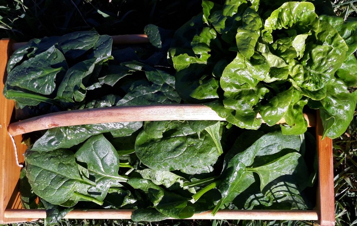 When to Harvest Spinach so It Will Keep on Giving
