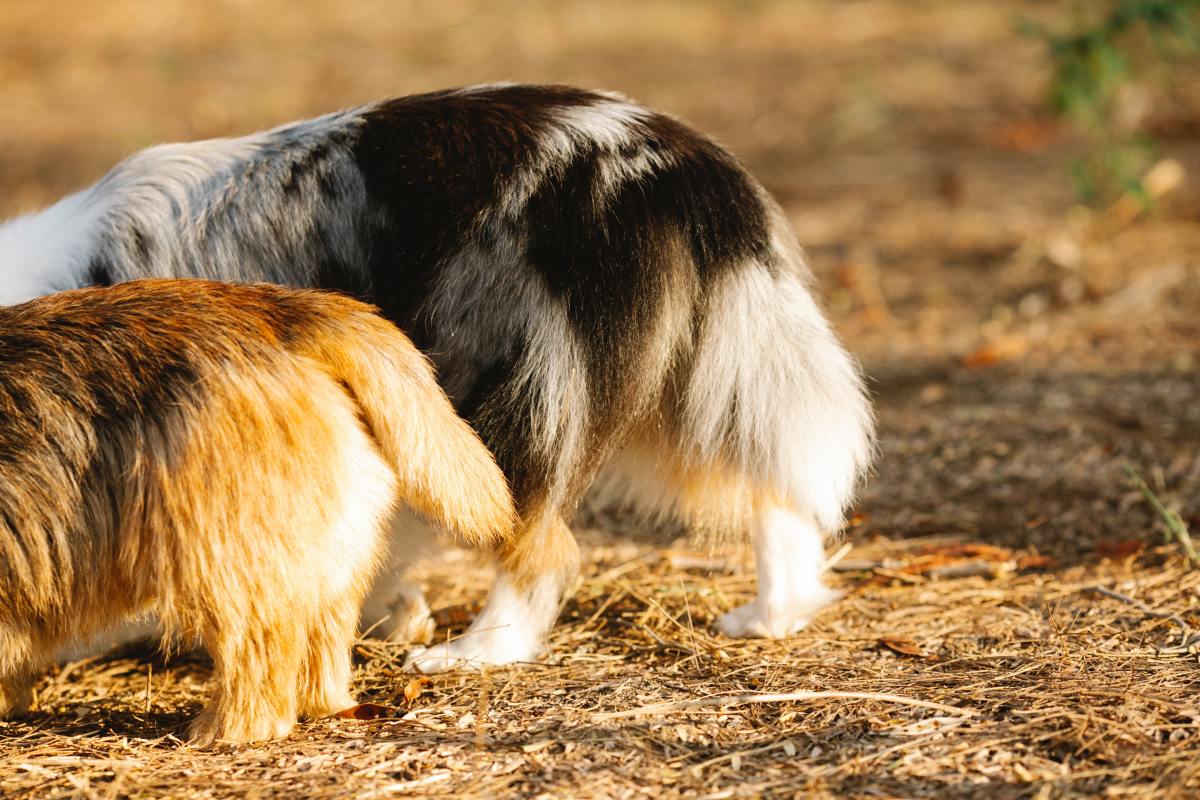 No More Scooting! 5 Home Remedies for Your Dog's Itchy Bum