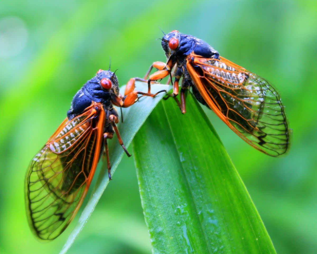 Ode to a Dead Cicada