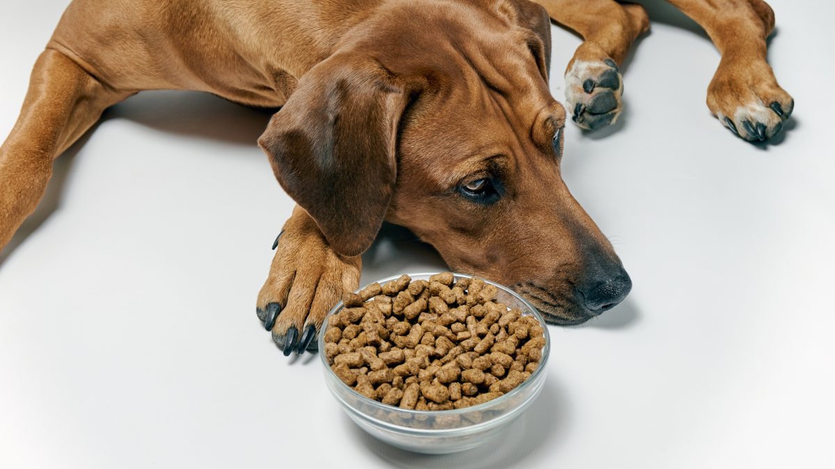 Is Dry Dog Food Bad for Dogs? (4 Reasons Ultra-Processed Kibble Is Bad for Your Dog)