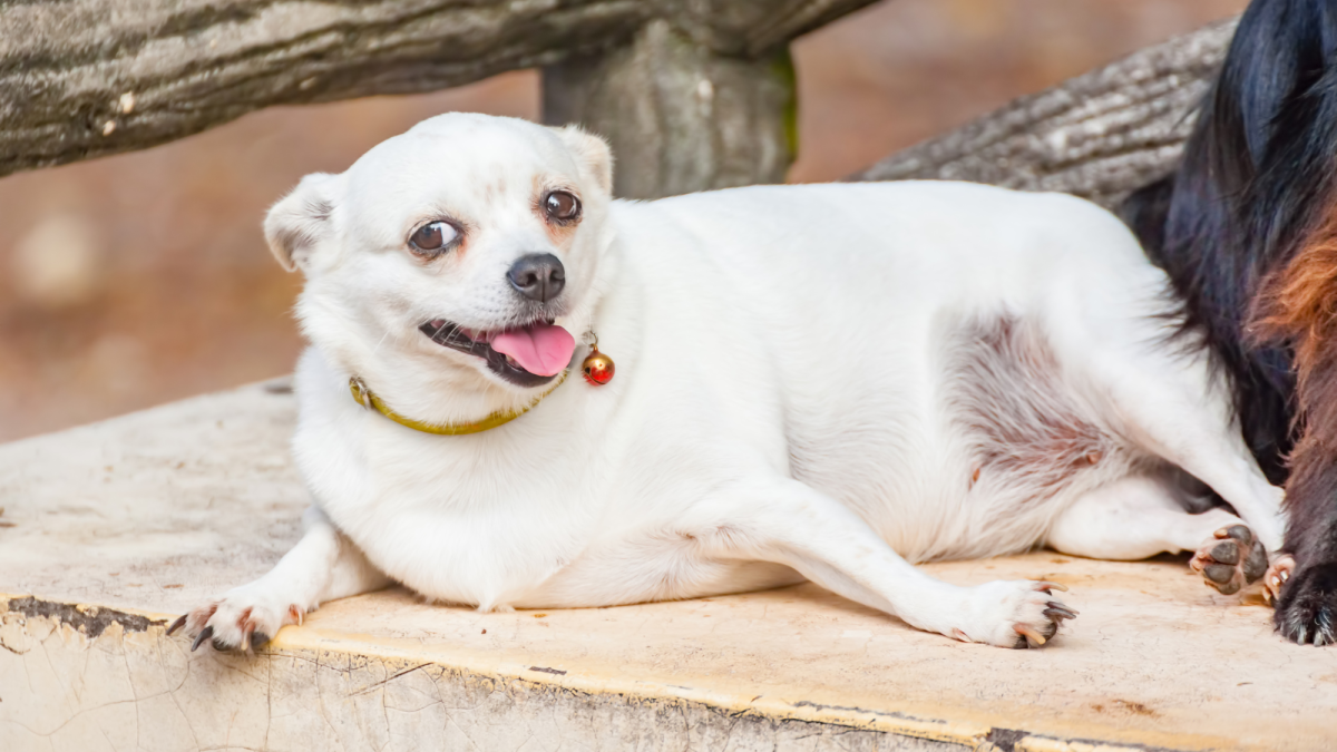 Is Dry Dog Food Bad For Dogs 4 Reasons Ultra Processed Kibble Is Bad 