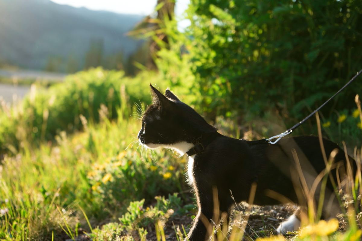 Checklist for a Fun and Stress-Free Road Trip With Your Cat