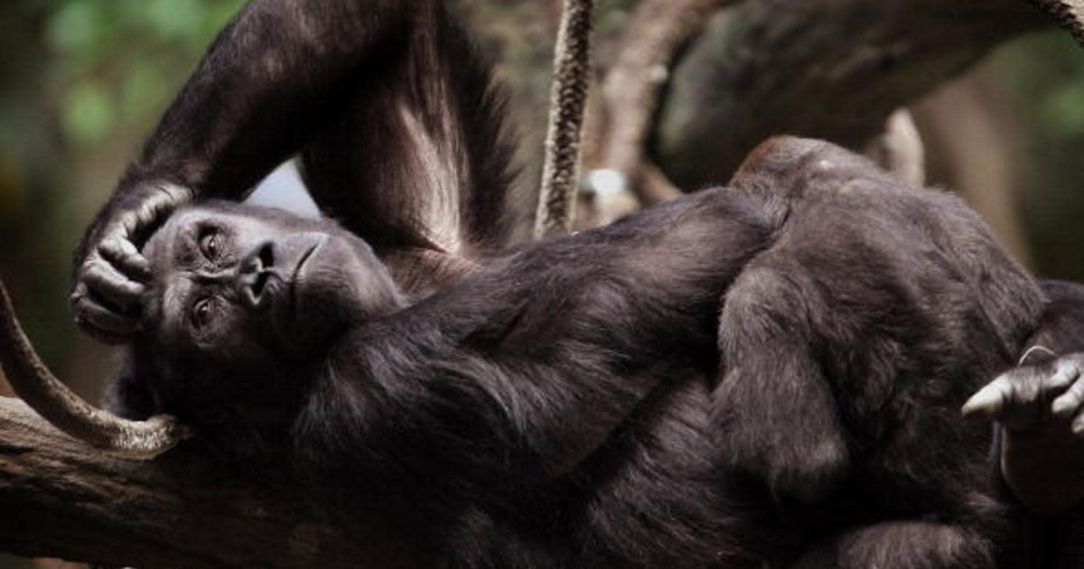 The Remarkable Story of Binti Jua and the Debate Regarding Altruism in Primates.
