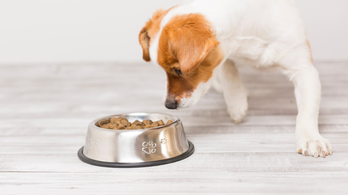 Do Processed Dog Foods Cause Cancer?